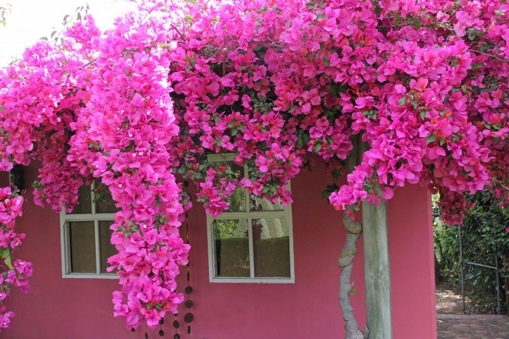 Thiet-ke-noi-that-Beldecor-vn-nha-xinh-lung-linh-voi-gian-hoa-giay 5